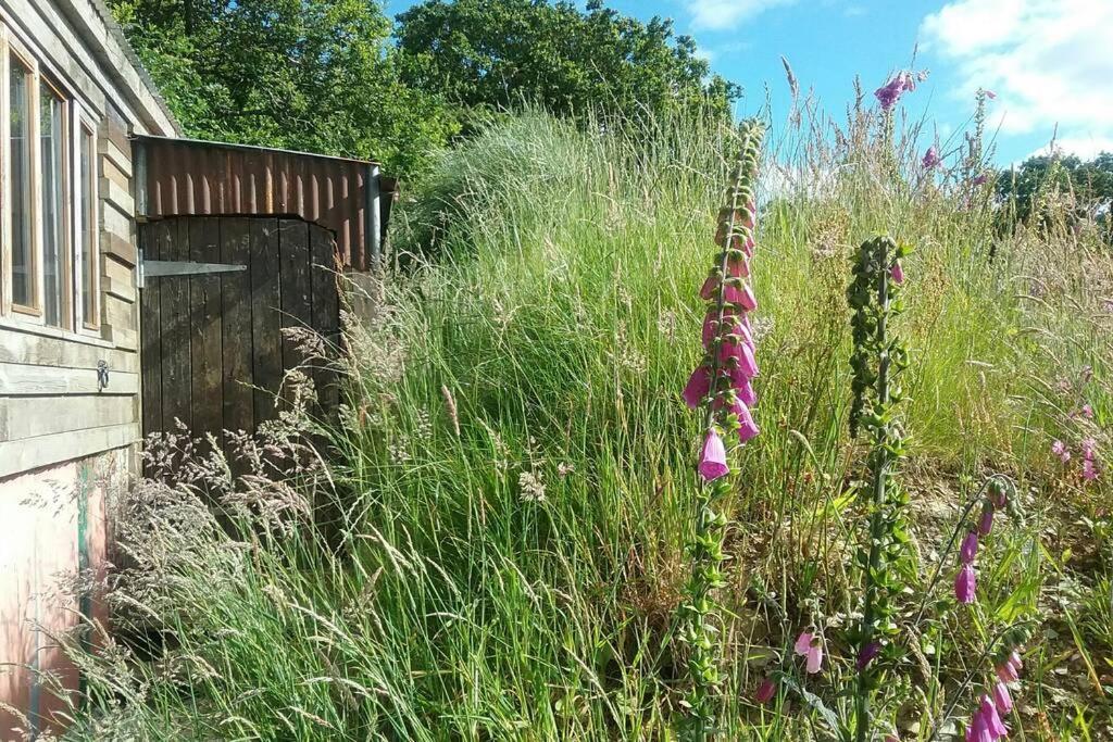 Foxesden, Unique Eco Cabin, Dartmoor Views South Brent Экстерьер фото